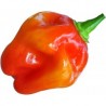 Habanero Red Savina semillas