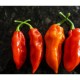 Graines de Fatalii Red