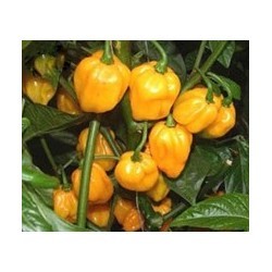 Graines de Scotch bonnet gelp