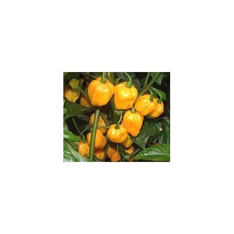 Graines de Scotch bonnet gelp