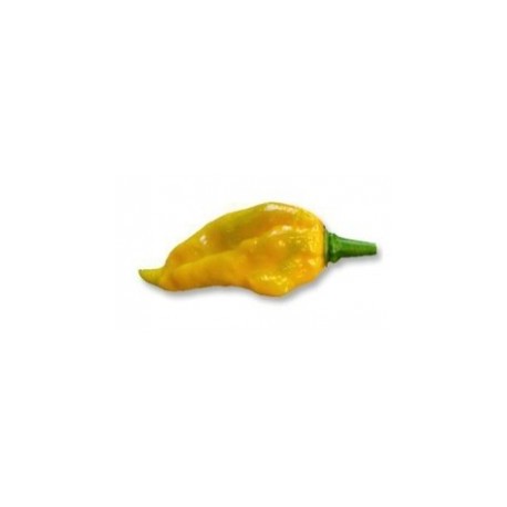 Semi Fatalii