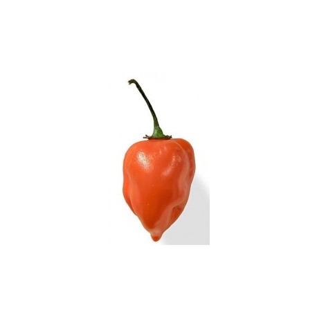 Graines de Habanero orange