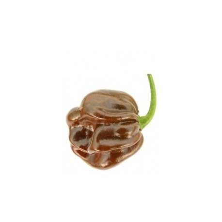 Graines de Habanero chocolate