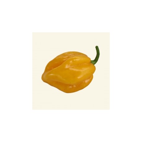 Graines de Habanero yellow