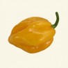 Graines de Habanero yellow