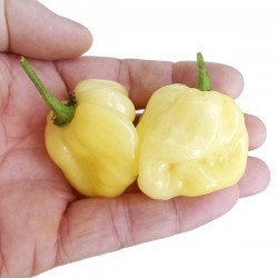 Graines de Habanero white giant