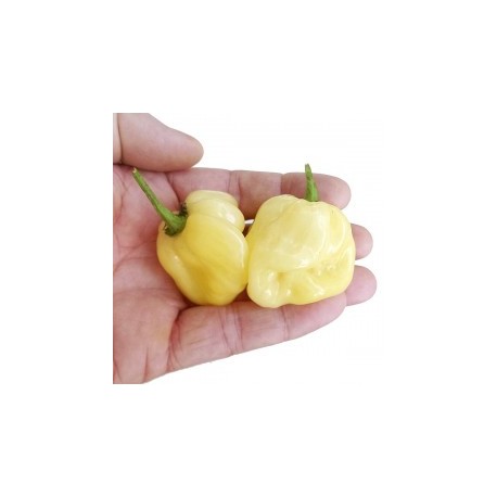 Graines de Habanero white giant