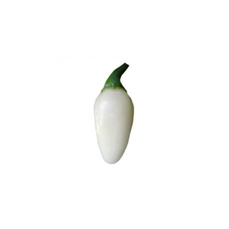 Graines de Habanero white Bullet