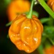 Graines de Habanero mustard