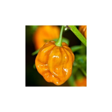 Graines de Habanero mustard