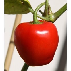 Rocoto Red semillas