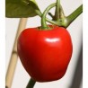 Rocoto Red seeds