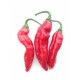 Graines de Pimenta de Neyde Red