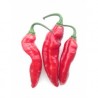 Graines de Pimenta de Neyde Red