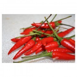 semillas de chile 10 muy caliente CHILLIESontheWEB Congo Red 