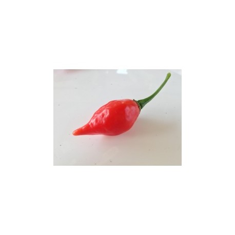 Chupetinho big red seeds