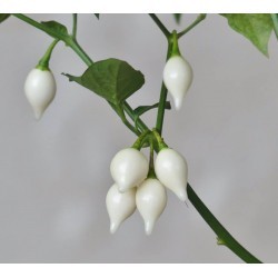 Chupetinho white semillas